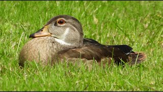 Canard branchu Carolin  Wood Duck [upl. by Rothstein776]