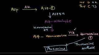 Amino acid synthesis [upl. by Shirleen351]