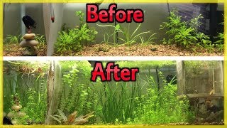 CHEAPEST WAY TO FERTILIZE YOUR PLANTED AQUARIUM DIY ROOT TABS [upl. by Angelle]