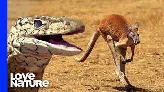 Monster Lizard Hunts Kangaroo [upl. by Corrinne]