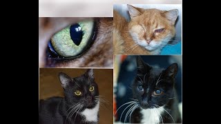 7 Common Eye Problems in Cats [upl. by Huxley255]