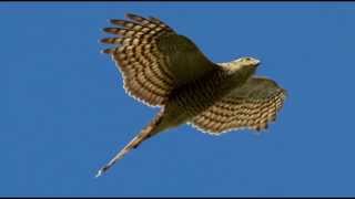 Sparrowhawk Bird Call Bird Song [upl. by Kermy801]