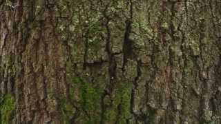 Whitebreasted Nuthatch foraging on tree trunk [upl. by Ingunna445]