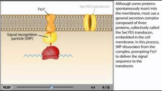 Protein transport Animation [upl. by Urial]