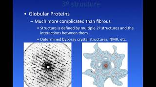 Globular Proteins [upl. by Mcclenon51]