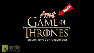 Ant Game of Thrones [upl. by Karlin]