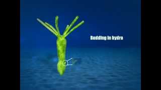 ELearning  Budding in Hydra [upl. by Er]