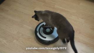 Cat shows HOW TO use iRobot Roomba Vacuum [upl. by Riggall]