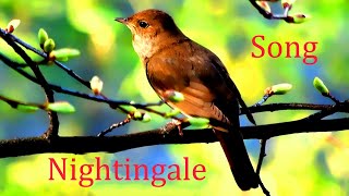 Nightingale SongLuscinia [upl. by Llenor]