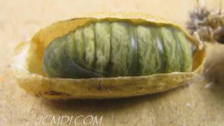 Hidden Nature Silkmoth Metamorphosis Pupation HD Timelapse V05248 [upl. by Azilef]