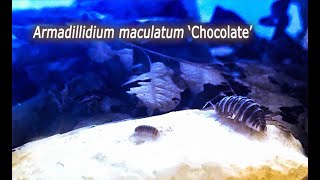 Armadillidium maculatum Chocolate isopods with their babies [upl. by Sirraj]