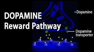 Neuroscience Basics Dopamine Reward Pathway Animation [upl. by Asaret]