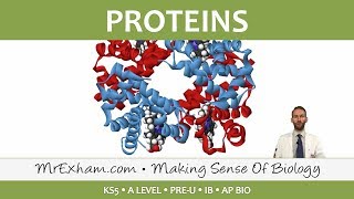 Chemicals of Life  Proteins  Post 16 Biology A Level PreU IB AP Bio [upl. by Areik522]