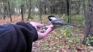 Feeding Birds by Hand Chickadees amp Nuthatches [upl. by Horan]