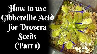 How to use Gibberellic Acid for stubborn Drosera seeds Part 1 [upl. by Nnave]