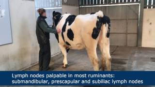 A CYST on a cow’s leg BURSTS [upl. by Gloriana]