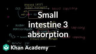 Small intestine 3 Absorption  Gastrointestinal system physiology  NCLEXRN  Khan Academy [upl. by Herries524]