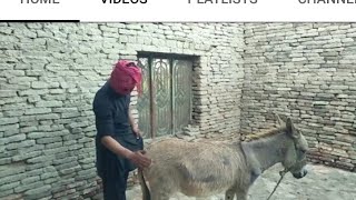 first time the man was sex with Donkey 🐴 [upl. by Norrag575]