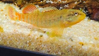 Native Fish Care Rainbow Darter [upl. by Rita661]