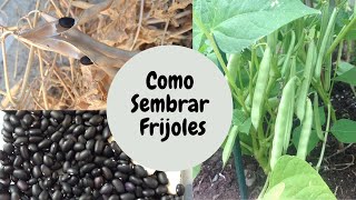 COMO SEMBRAR FRIJOLES EN CASA HOW TO GROW BEANS AT HOME [upl. by Oballa]