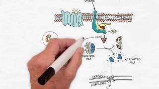 G Protein Signaling  Handwritten Cell amp Molecular Biology [upl. by Aicenet]