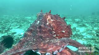 Giant Pacific Octopus Encountering Divers [upl. by Leuamme]