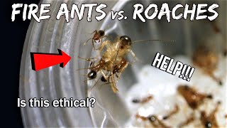 FIRE ANTS vs COCKROACHES  Is this ethical [upl. by Christoforo]