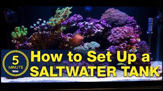 Saltwater aquarium setup  A simple easy guide in 5 minute steps [upl. by Nnyltak356]