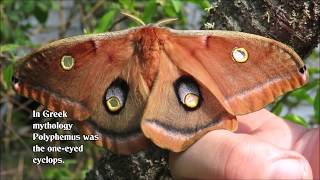 Egg to Polyphemus Moth [upl. by Titos]