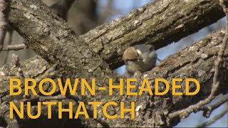 Brownheaded Nuthatch [upl. by Eanahs]