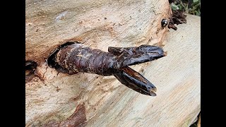 Giant Wood Moth Chrysalis  Sydney Australia [upl. by Lach16]