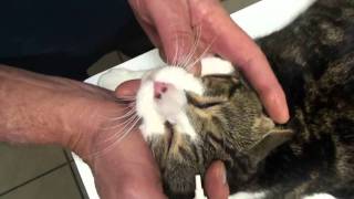 Treating Cats with Eye Ointment [upl. by Sherrod711]