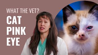 Conjunctivitis in Cats  Symptoms amp Treatments Explained by a Vet [upl. by Aileno]