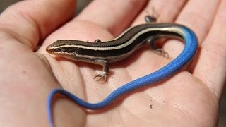 Juvenile Bluetailed Western Skink  Reptiles of BC [upl. by Ayin]