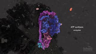 ATP Synthesis  HHMI BioInteractive Video [upl. by Shirberg]