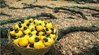 How Cashew Nut Farming and Processing  Cashew Cultivation Asian Technology [upl. by Ahsrop]