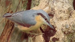 Nuthatch in the garden [upl. by Heinrick765]