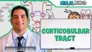 Neurology  Descending Tracts Corticobulbar Tract [upl. by Kerrin]