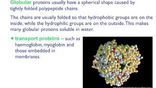 AS level B4 Fibrous and globular proteins [upl. by Orlanta]