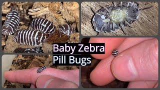 Baby Zebra Pill Bugs Marsupium Birth [upl. by Aeneus238]