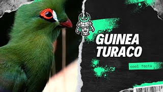 Guinea turaco facts [upl. by Cleti]