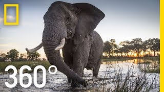 Elephant Encounter in 360  Ep 2  The Okavango Experience [upl. by Enajyram946]