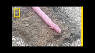 Bizarre Legless Lizard Has TRex Arms  National Geographic [upl. by Nnaitsirk]