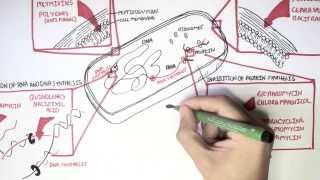 Microbiology  Antibiotics Mechanisms of Action [upl. by Ahseila]