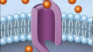 How Facilitated Diffusion Works [upl. by Nannerb737]