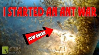 Oh No  I Started an Ant War [upl. by Otrevlig127]