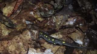 Vernal Pool Chronicles Spotted Salamanders [upl. by Pelmas]