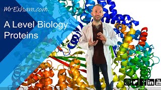 Proteins  A Level Biology [upl. by Atiz]