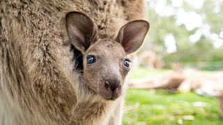 Clumsy Baby Kangaroo Learns To Hop 🦘  The Lifestyle of a Cute Baby [upl. by Lolita]