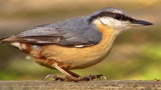 Nuthatch  Wildlife in Cornwall [upl. by Eledoya]